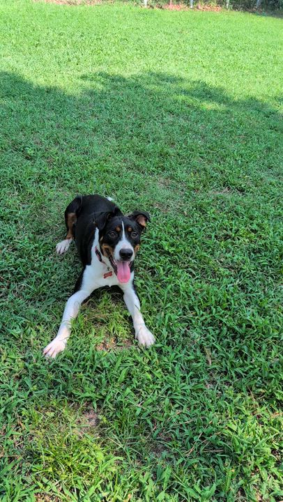 Enlarge Hendrix - AVAILABLE TO FOSTER OR ADOPT, a Adoptable mixed breed in Clayton, NC video 5/6