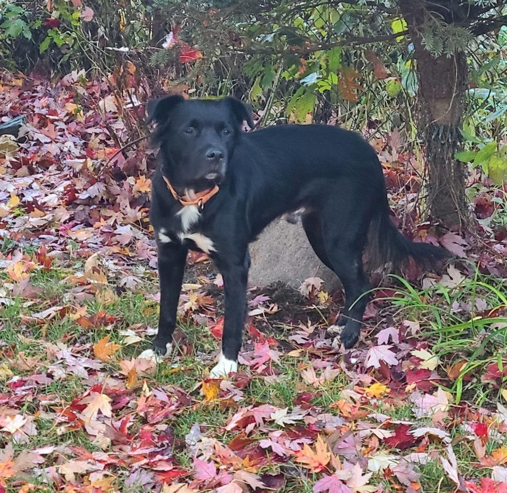 Enlarge Woofie, a Adoptable mixed breed in Germantown, OH image 4/6