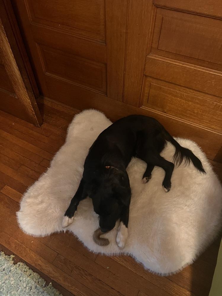 Enlarge Woofie, a Adoptable mixed breed in Germantown, OH image 6/6