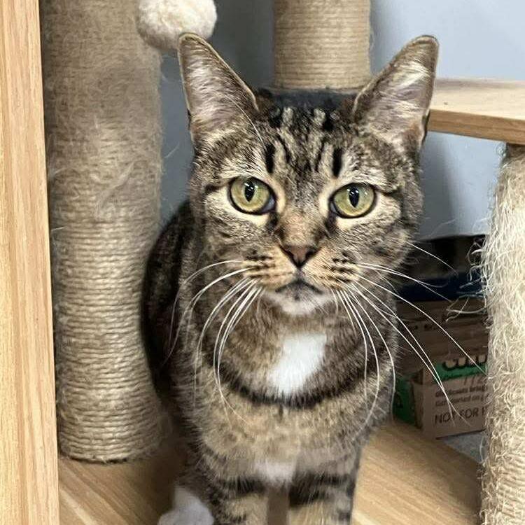 Cindy Lou, Adoptable, Adult Female Domestic Short Hair.