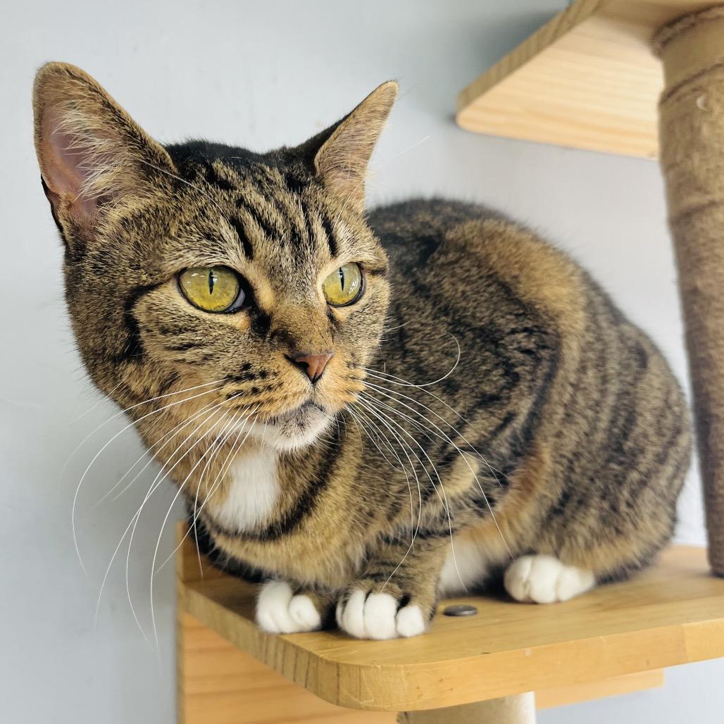 Enlarge Cindy Lou, a Adoptable Domestic Short Hair in Duncan, OK image 2/6