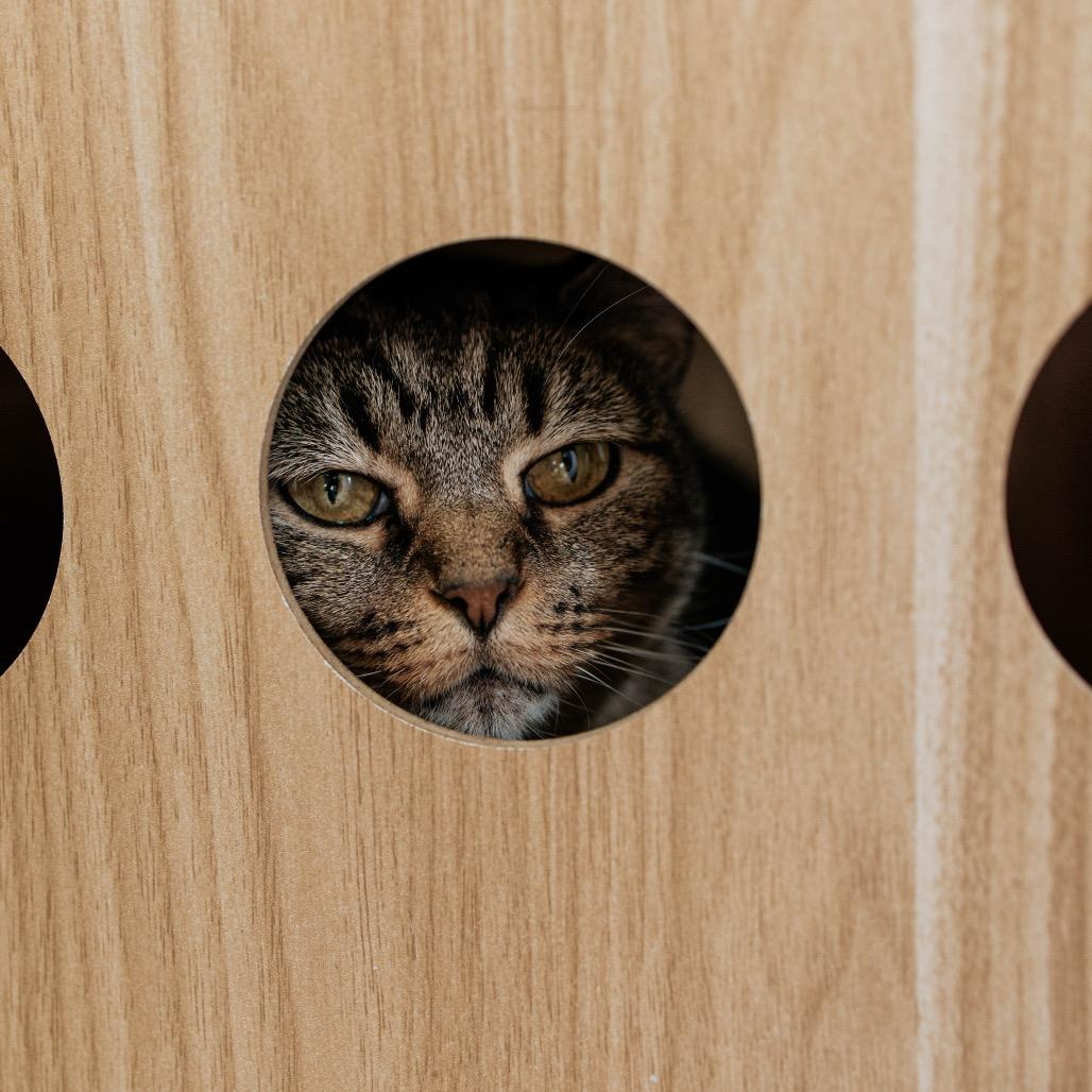 Enlarge Cindy Lou, a Adoptable Domestic Short Hair in Duncan, OK image 2/5