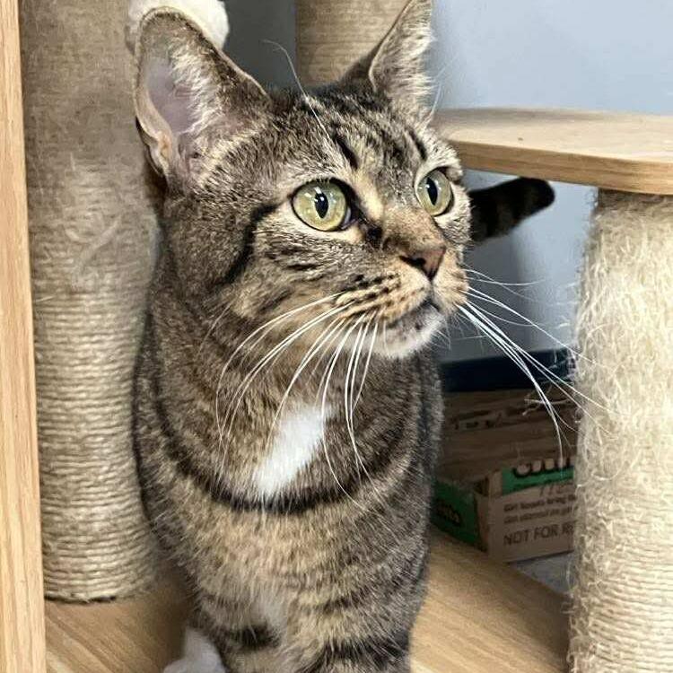 Enlarge Cindy Lou, a Adoptable Domestic Short Hair in Duncan, OK image 3/5