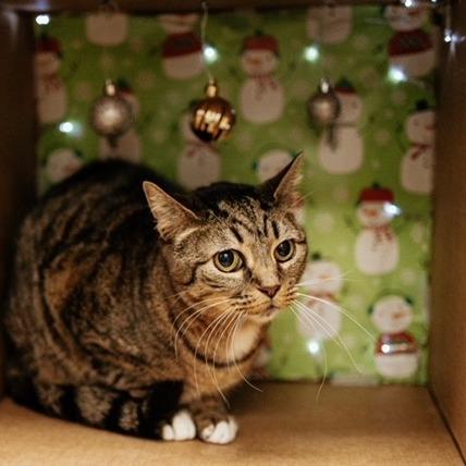 Enlarge Cindy Lou, a Adoptable Domestic Short Hair in Duncan, OK image 4/5