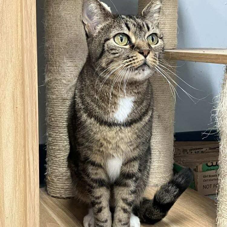 Enlarge Cindy Lou, a Adoptable Domestic Short Hair in Duncan, OK image 5/5