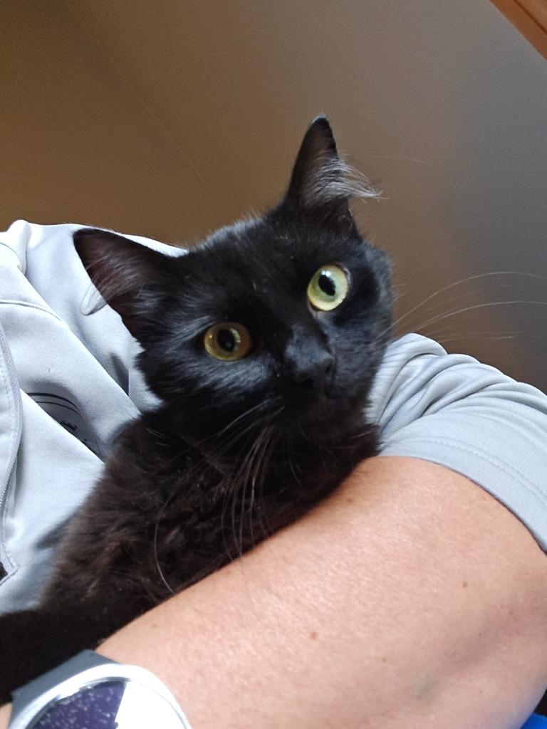 Maleficent, Adoptable, Young Female Domestic Long Hair.