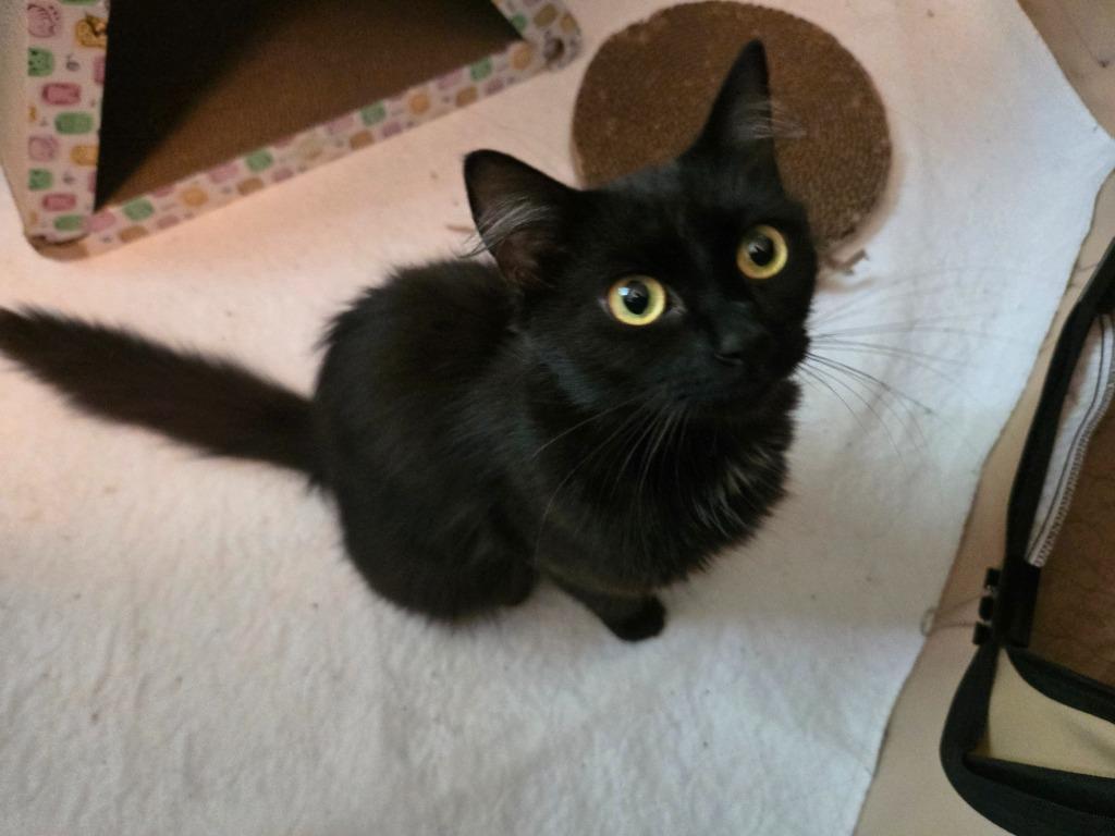 Enlarge Maleficent, a Adoptable mixed breed in Hagaman, NY image 2/2