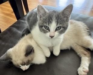 Magill (bonded with Rocky Raccoon), Adoptable, Kitten Female Domestic Short Hair.