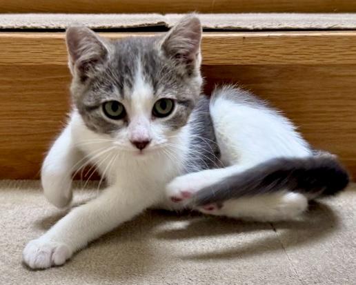 Enlarge Magill (bonded with Rocky Raccoon), a Adoptable Domestic Short Hair in San Francisco, CA image 2/6