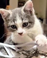 Enlarge Magill (bonded with Rocky Raccoon), a Adoptable Domestic Short Hair in San Francisco, CA image 5/6