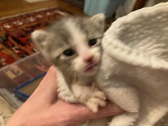 Enlarge Magill (bonded with Rocky Raccoon), a Adoptable Domestic Short Hair in San Francisco, CA image 6/6