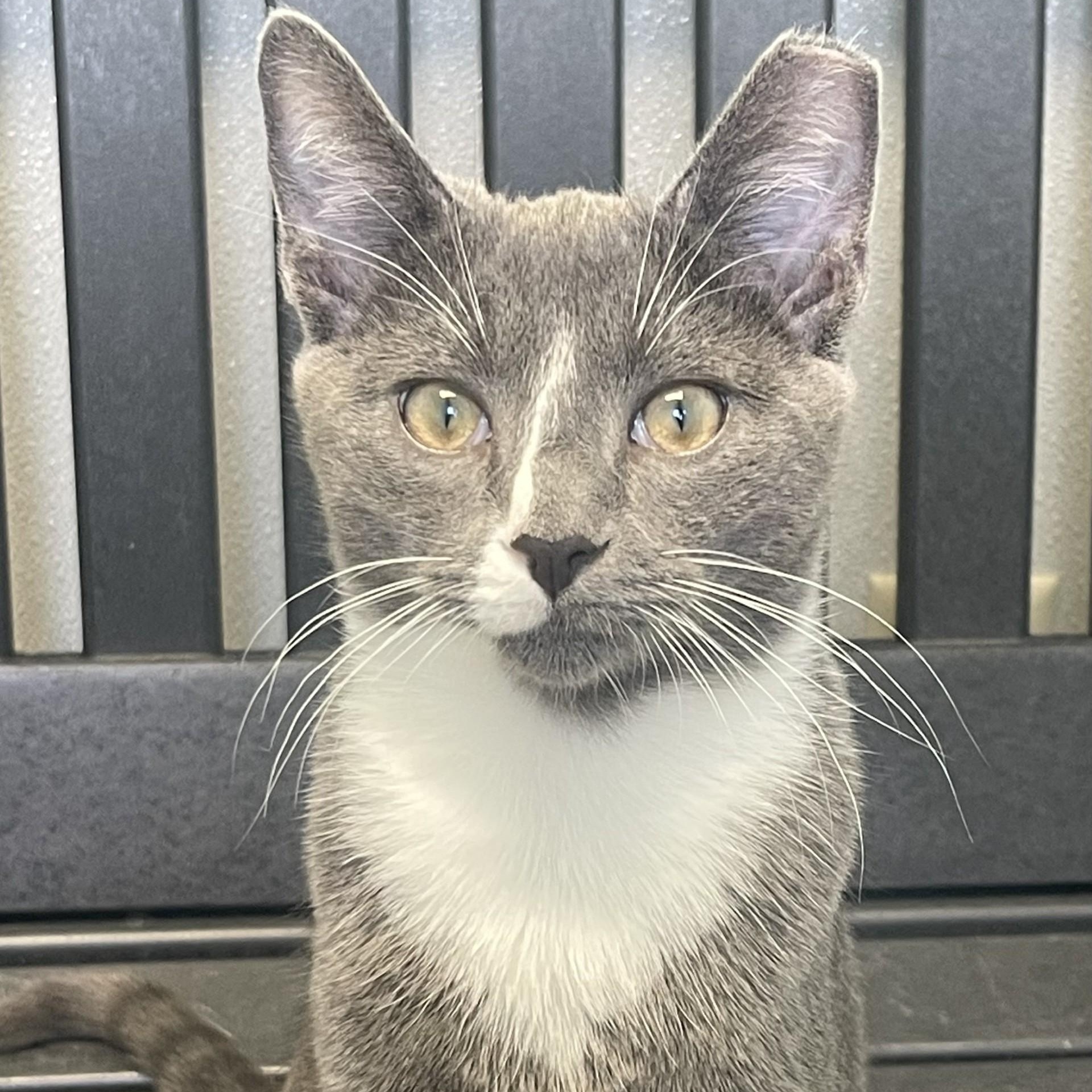 Enlarge Drogo, a Adoptable Domestic Short Hair in New Philadelphia, OH image 1/1