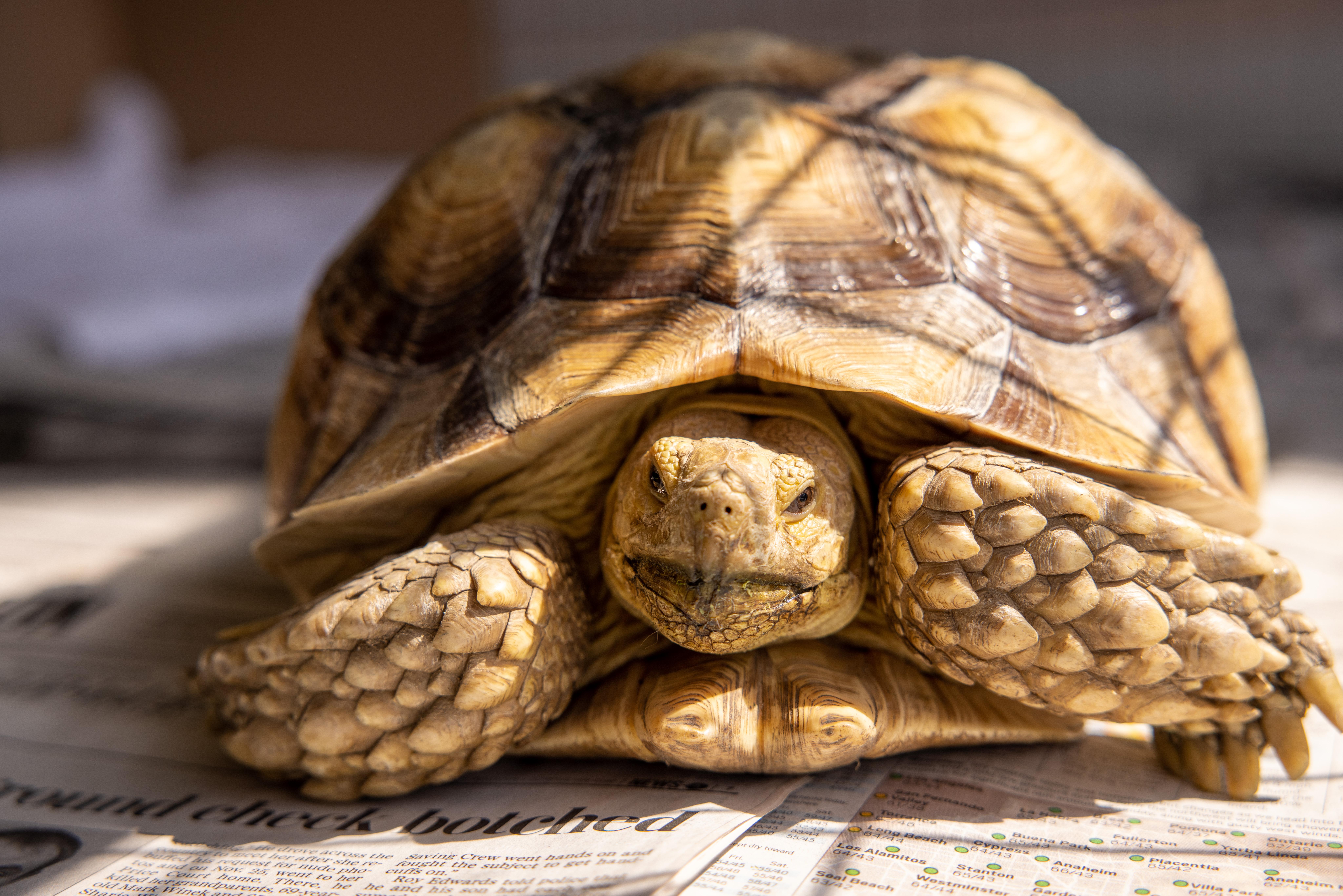 Enlarge Mario, a Adoptable Sulcata in Helendale, CA image 1/1