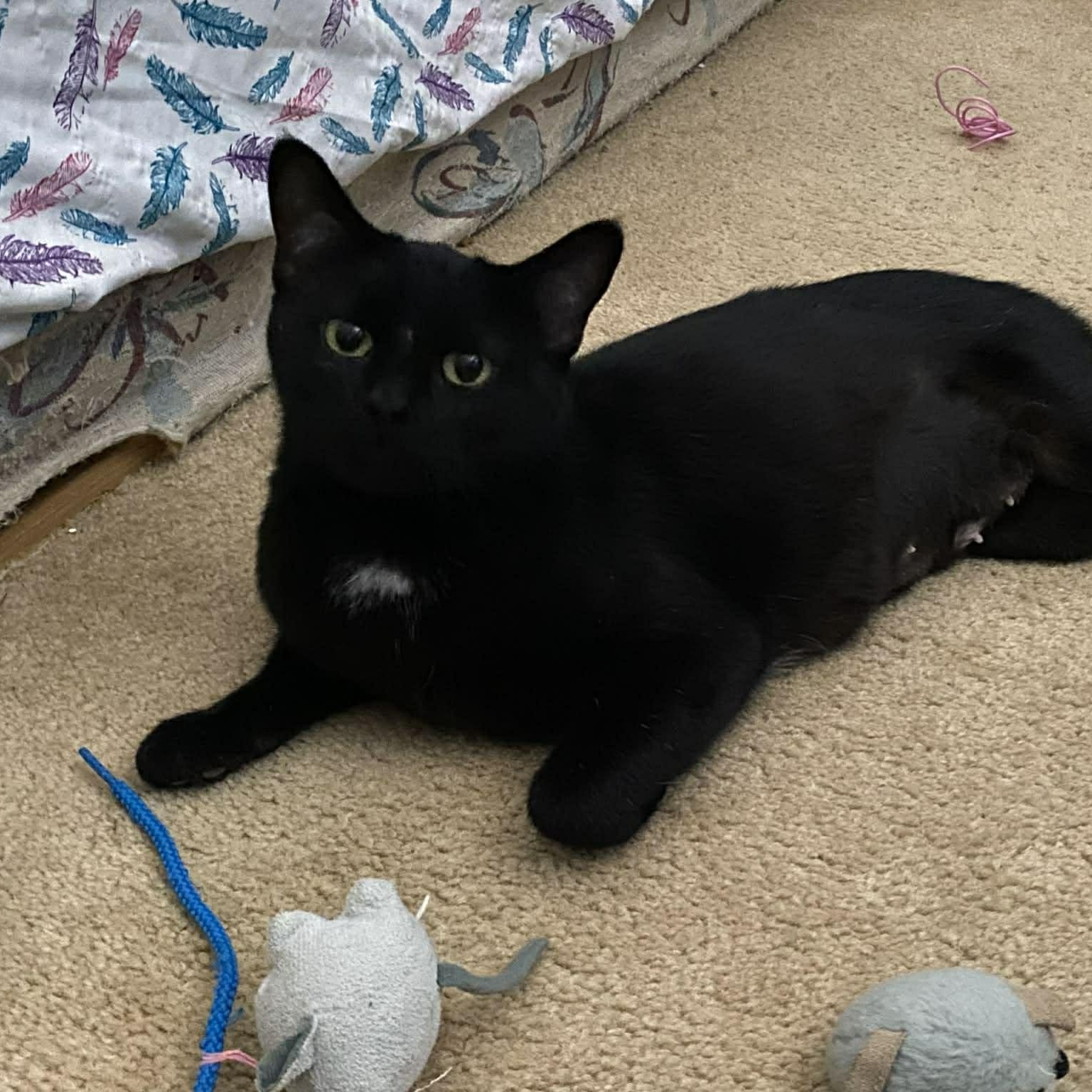 Enlarge INDEE, a Adoptable Domestic Short Hair in Delhi, ON image 3/6