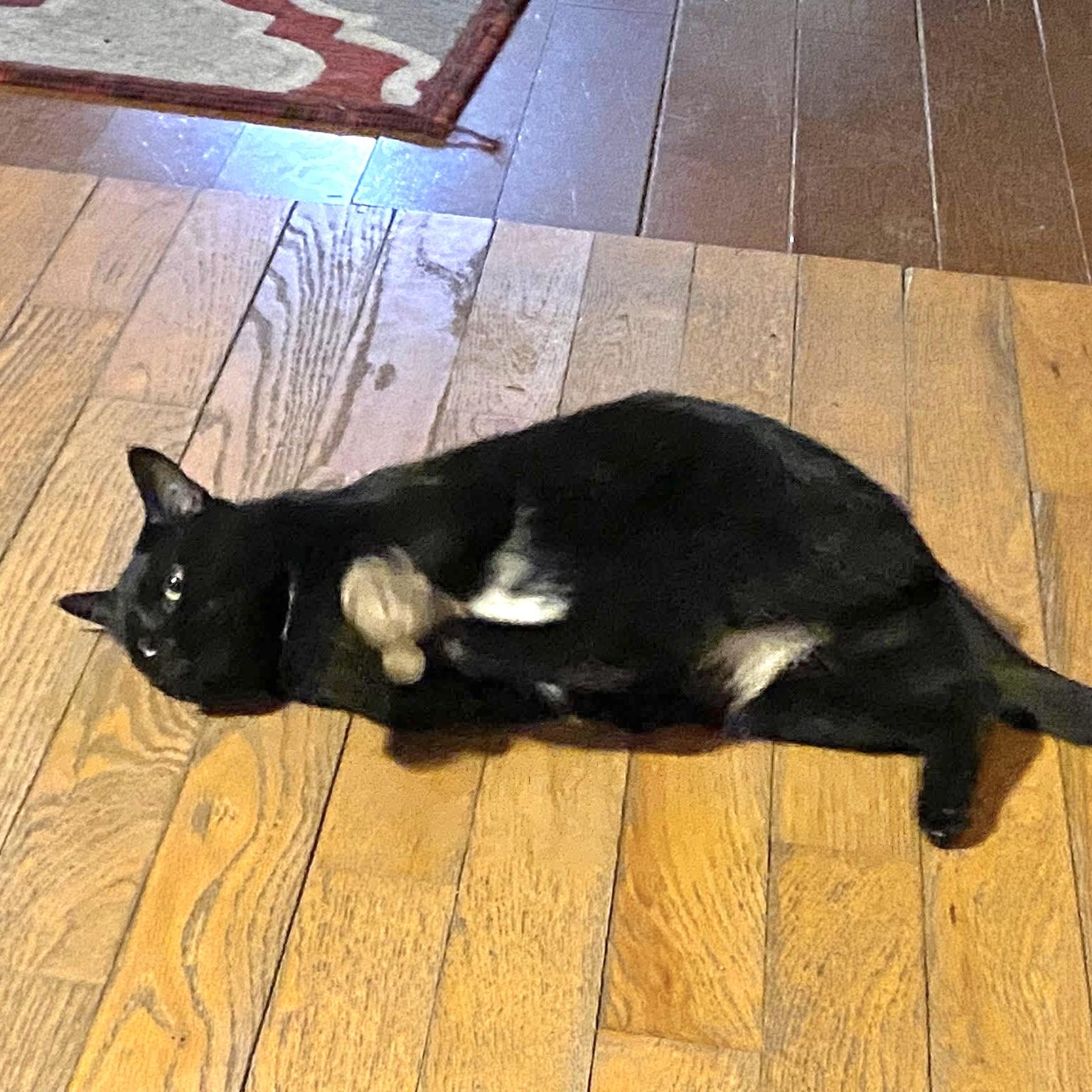 Enlarge INDEE, a Adoptable Domestic Short Hair in Delhi, ON image 5/6