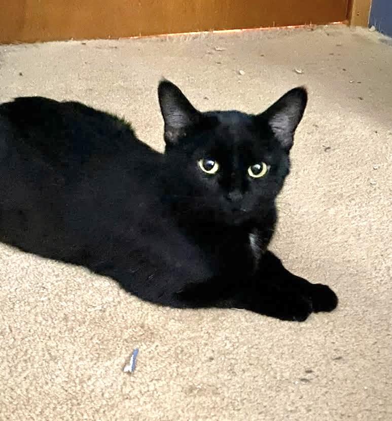 Enlarge INDEE, a Adoptable Domestic Short Hair in Delhi, ON image 1/6