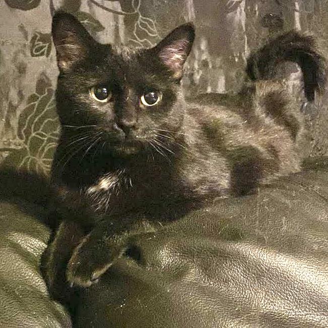 Enlarge INDEE, a Adoptable Domestic Short Hair in Delhi, ON image 2/6