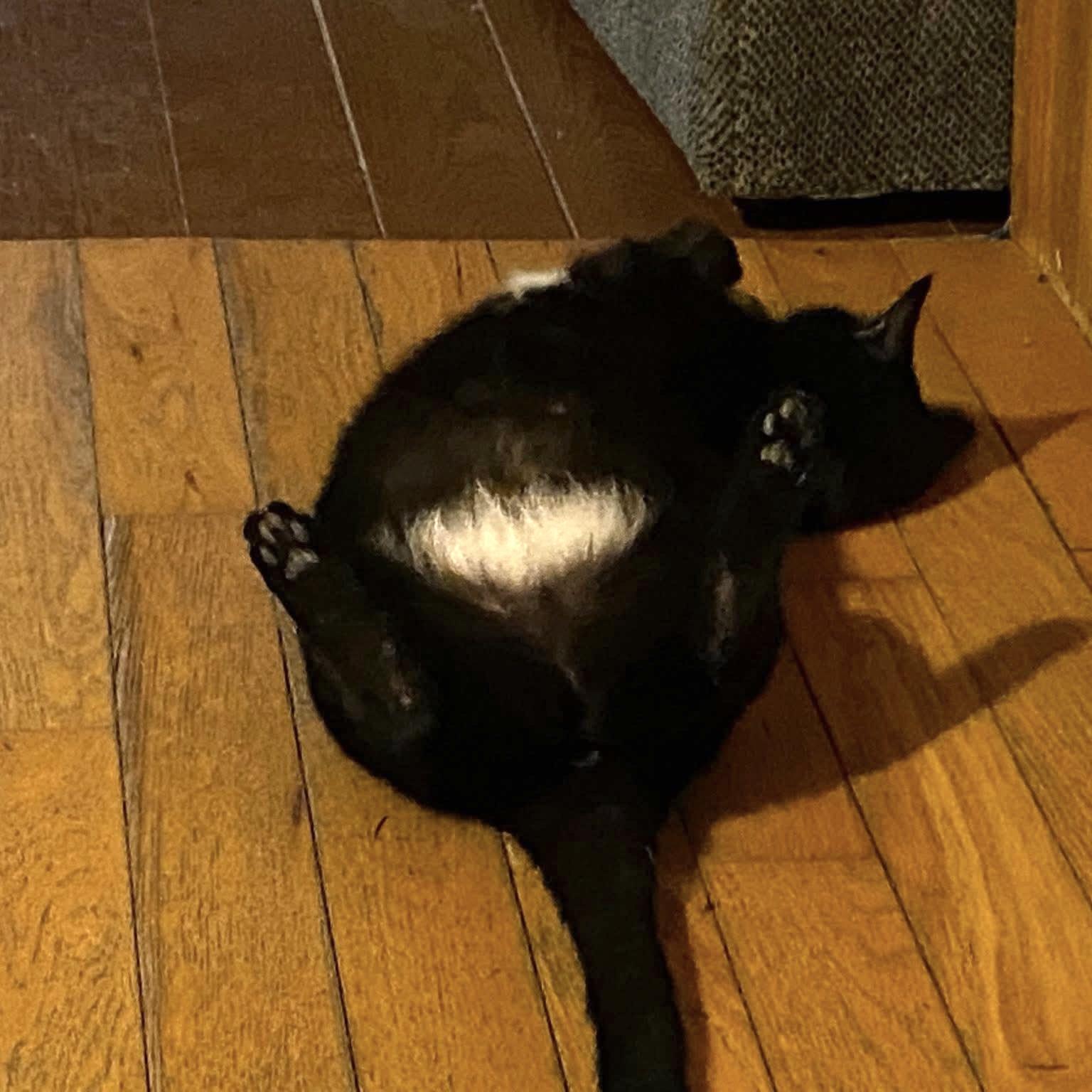 Enlarge INDEE, a Adoptable Domestic Short Hair in Delhi, ON image 6/6