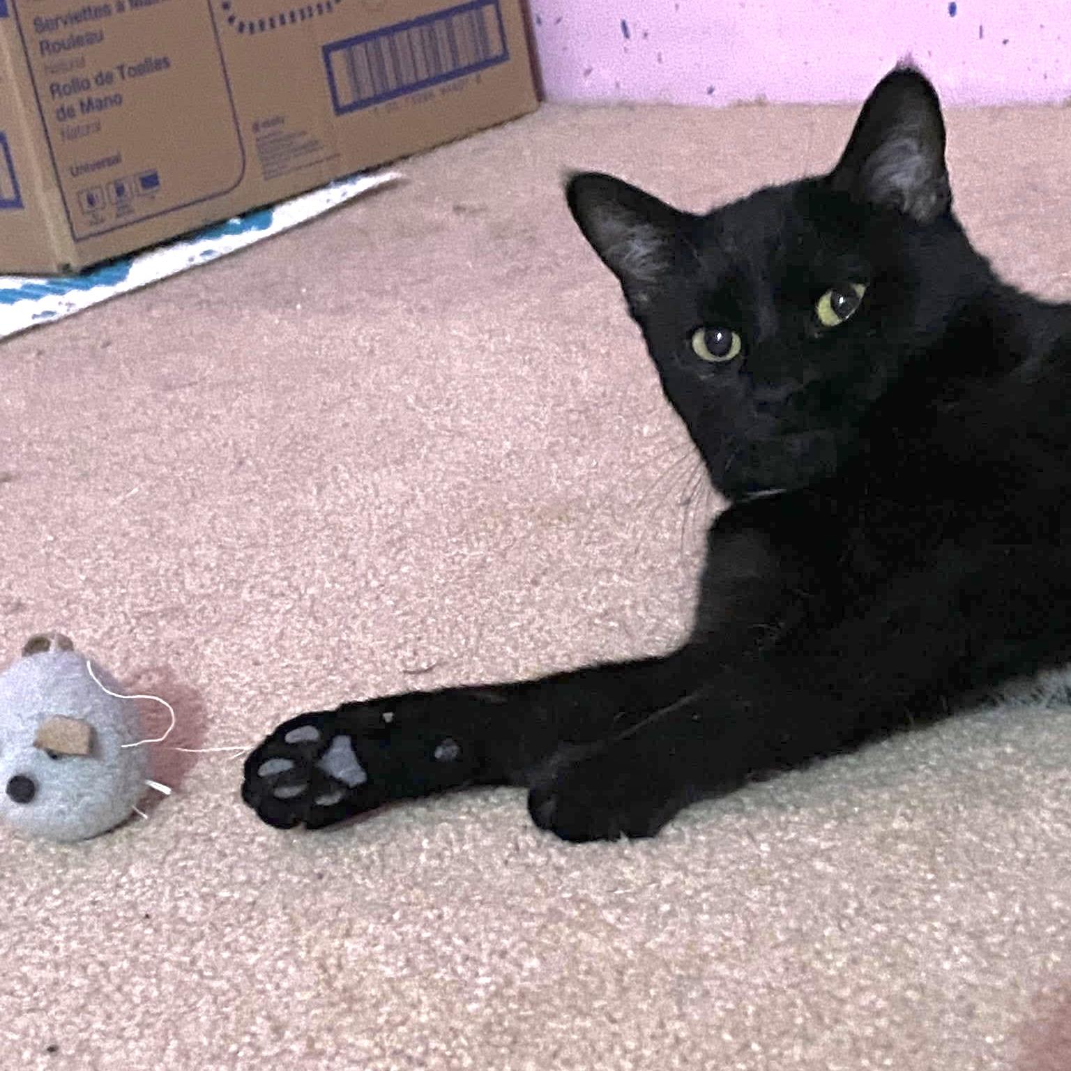 Enlarge INDEE, a Adoptable Domestic Short Hair in Delhi, ON image 4/6