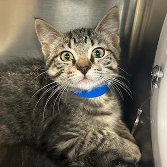Inigo, Adoptable, Kitten Male Domestic Short Hair.
