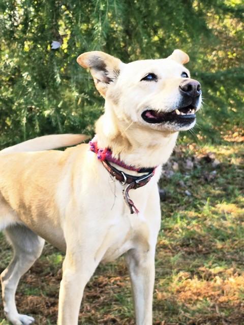 DOLLY, Adoptable, Adult Female Labrador Retriever.