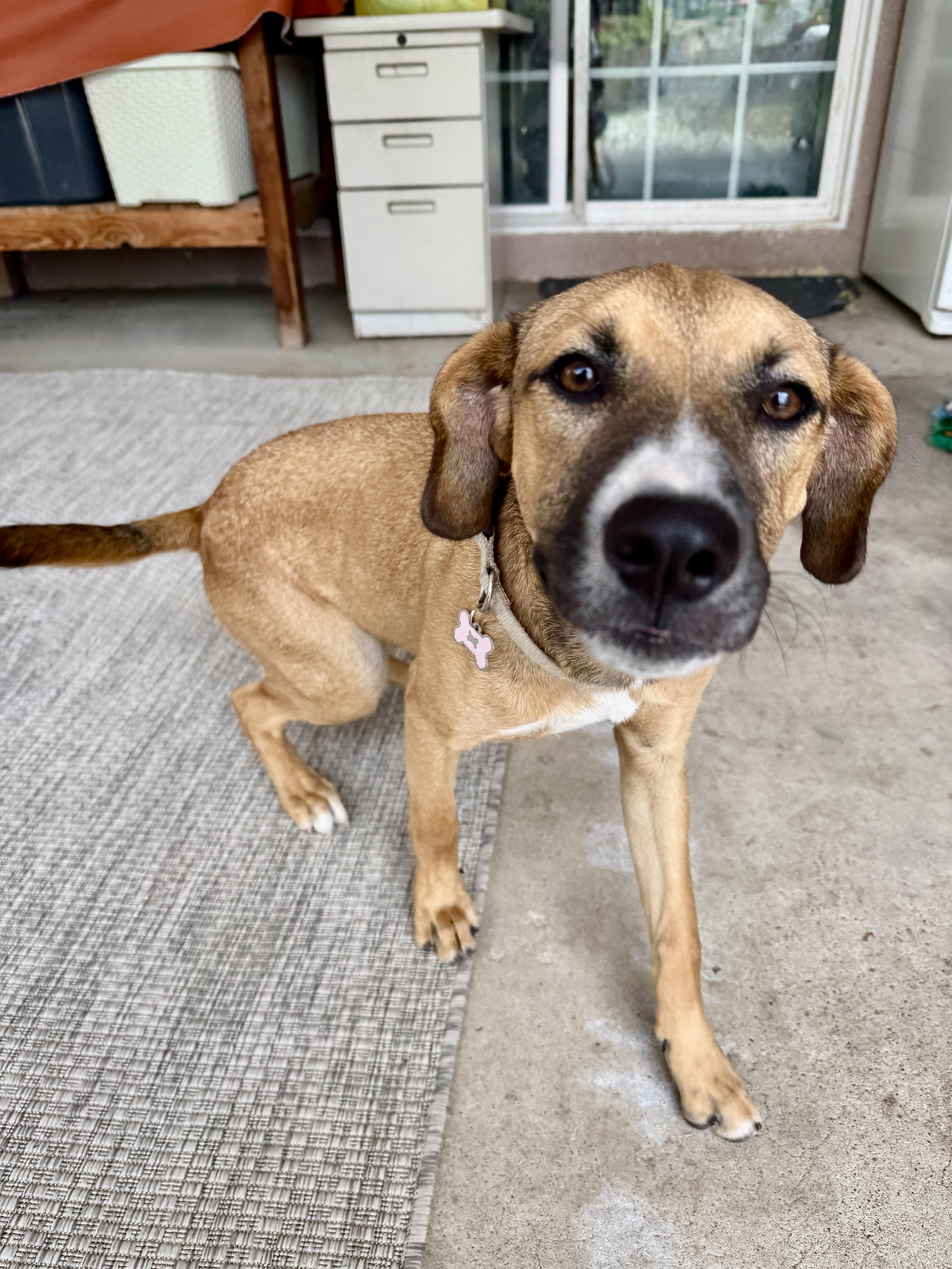 Enlarge Audrey, a Adopted mixed breed in el cajon, CA image 1/4