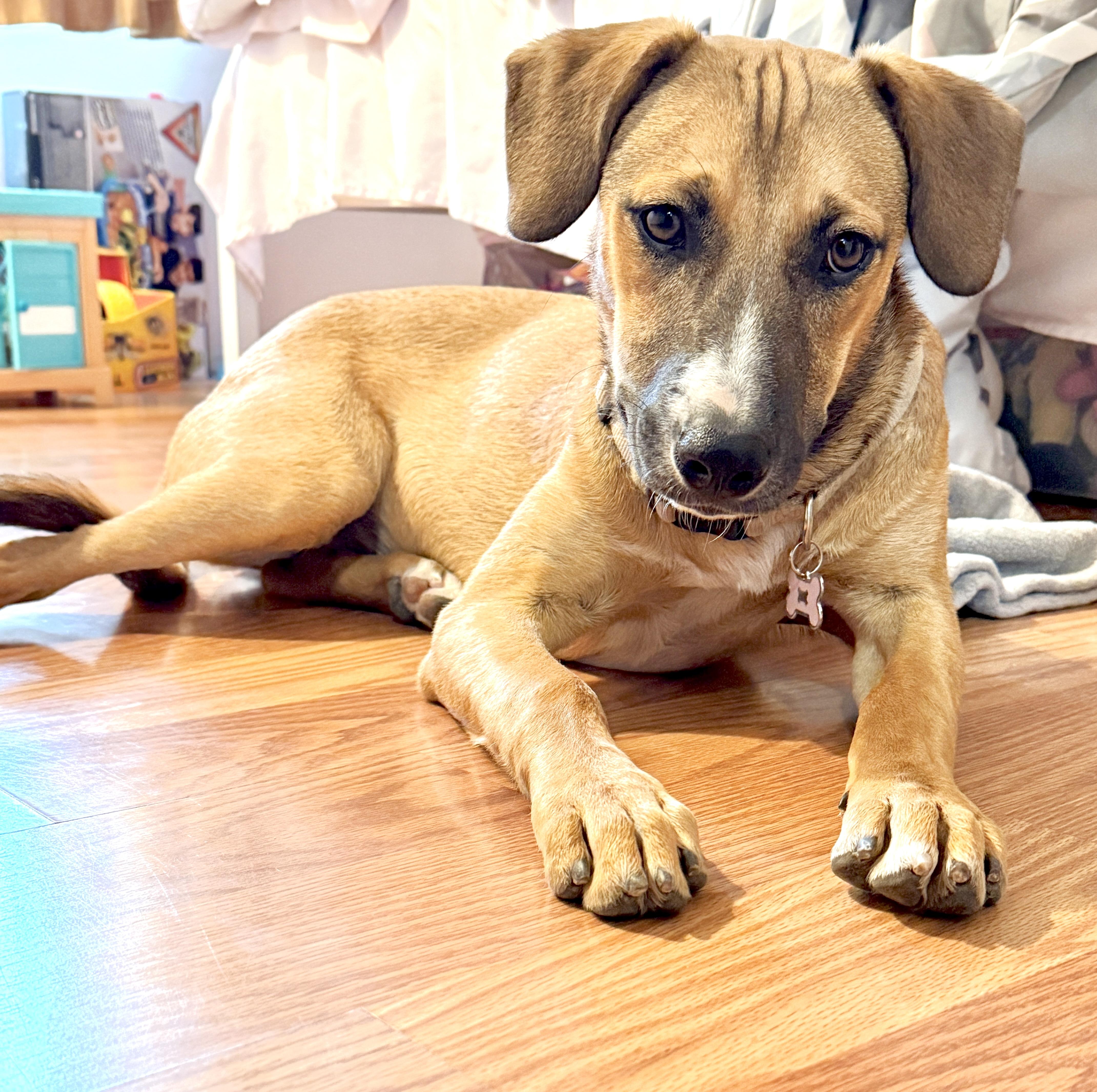 Enlarge Audrey, a Adopted mixed breed in el cajon, CA image 2/4