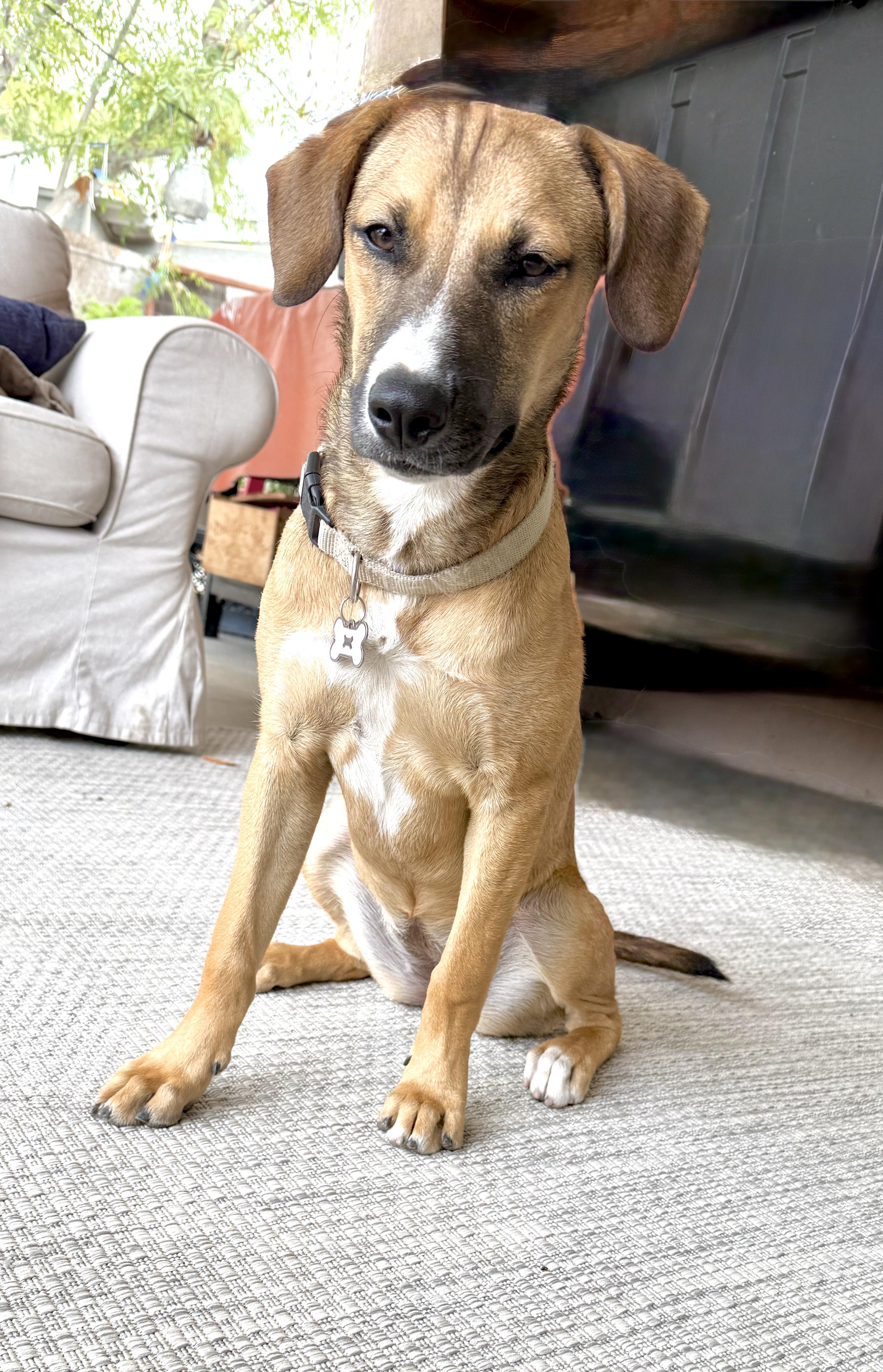 Enlarge Audrey, a Adopted mixed breed in el cajon, CA image 3/4