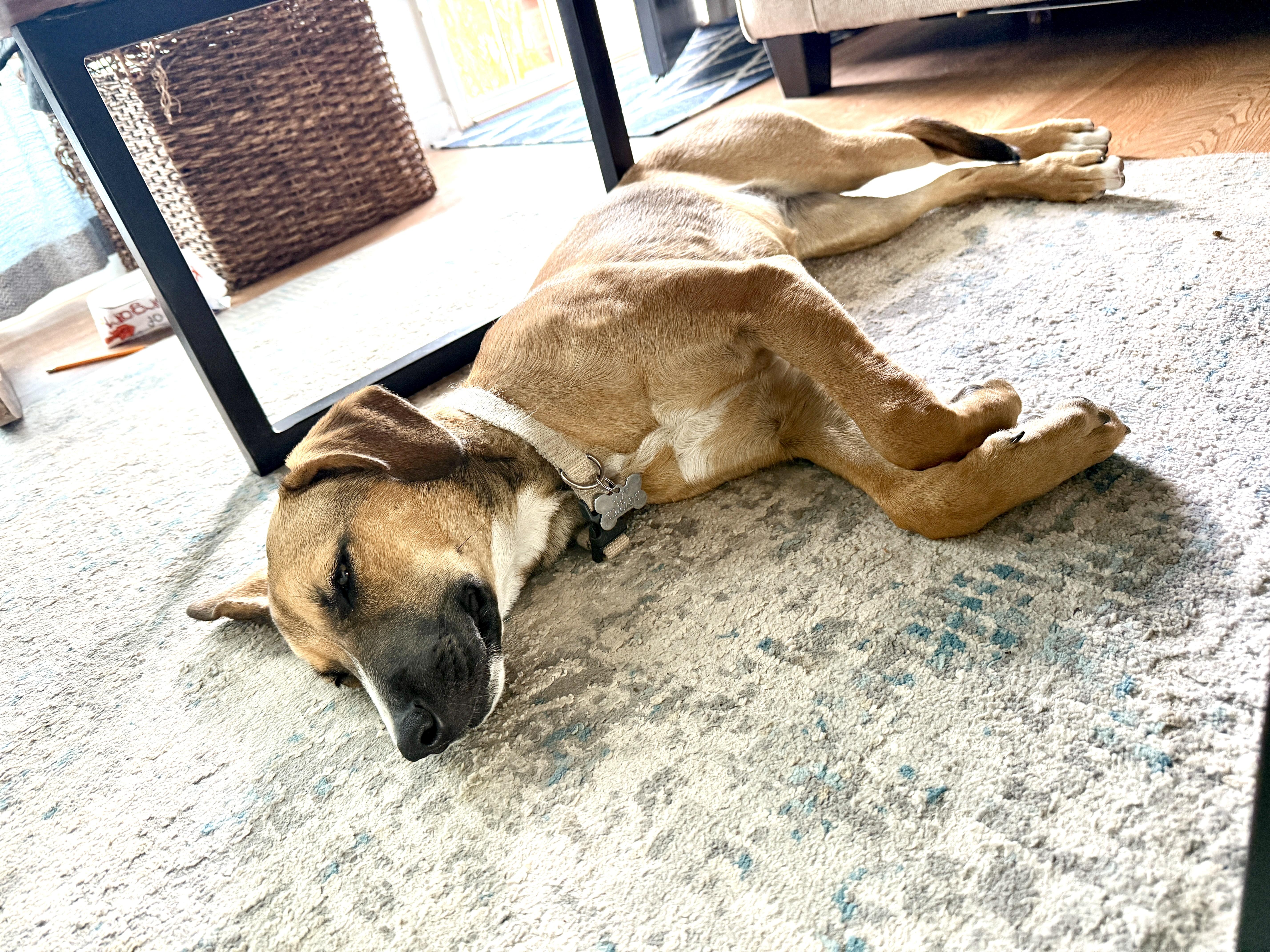 Enlarge Audrey, a Adopted mixed breed in el cajon, CA image 4/4