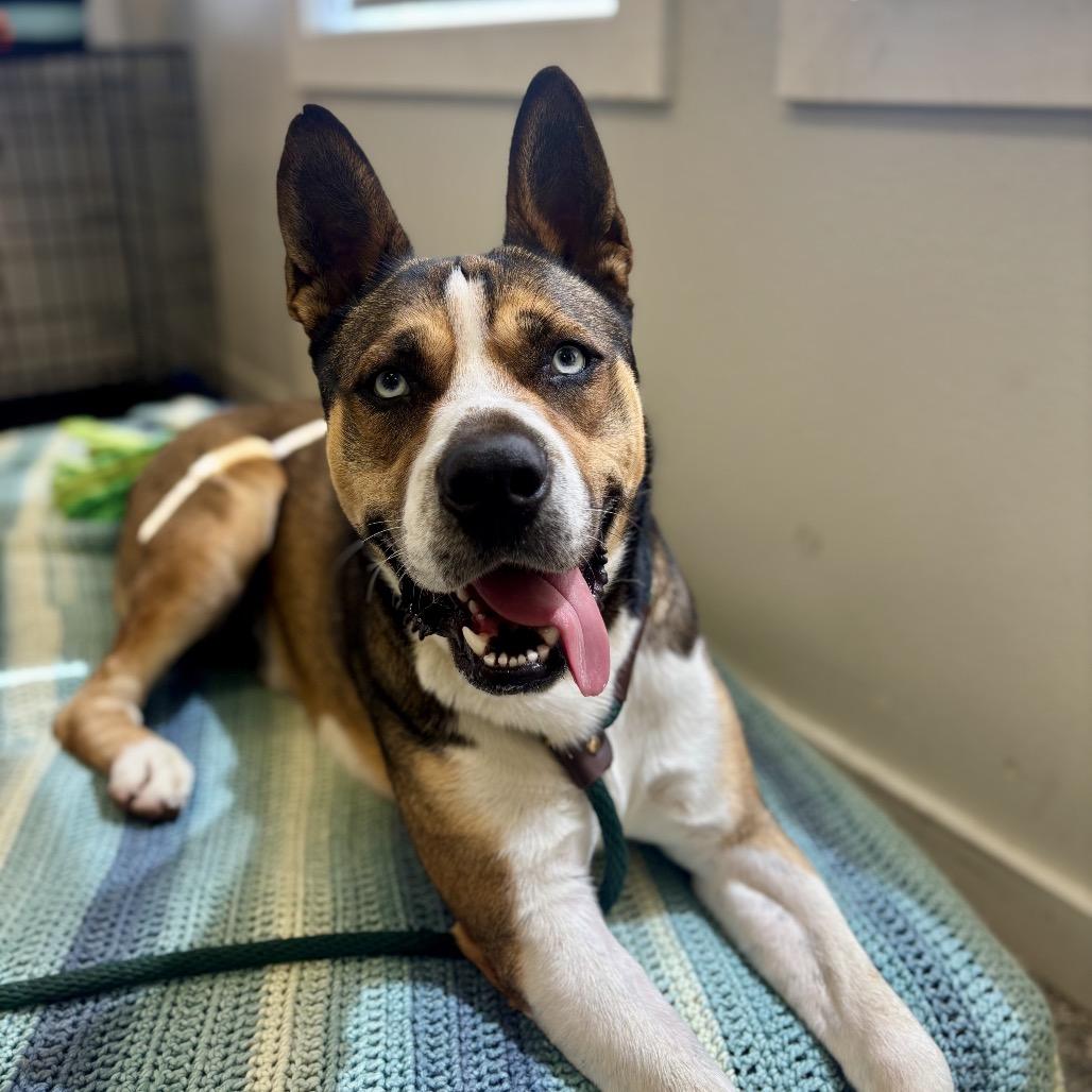 Buddy, Adoptable, Adult Male Husky.