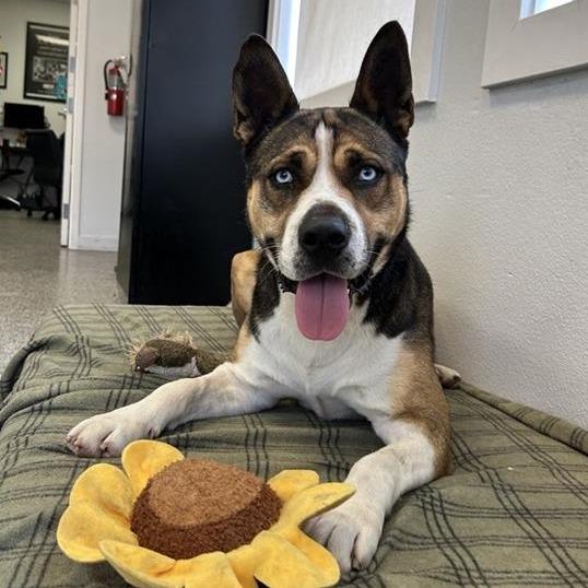 Enlarge Buddy, a Adoptable mixed breed in Long Beach, CA image 6/6