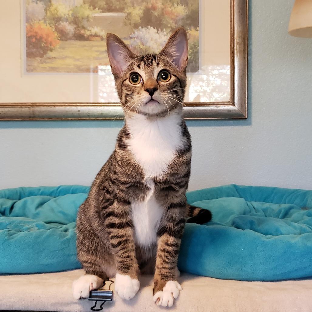 Enlarge Scooter 5, a Adoptable Domestic Short Hair in Bulverde, TX image 1/6