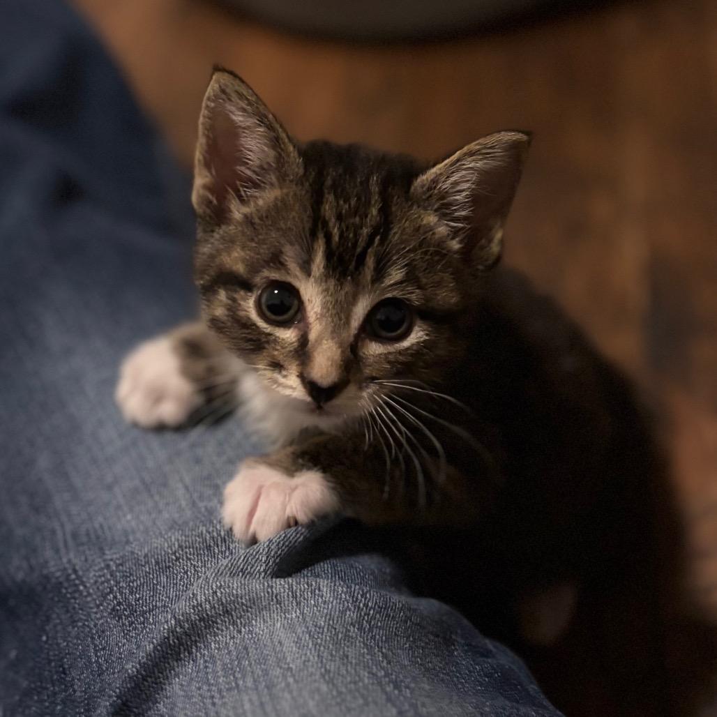 Enlarge Scooter 5, a Adoptable Domestic Short Hair in Bulverde, TX image 2/6