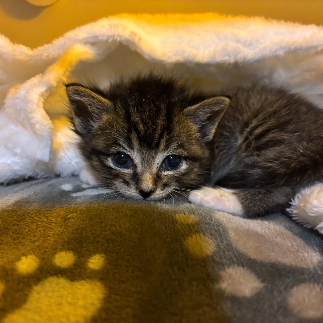 Enlarge Scooter 5, a Adoptable Domestic Short Hair in Bulverde, TX image 3/6