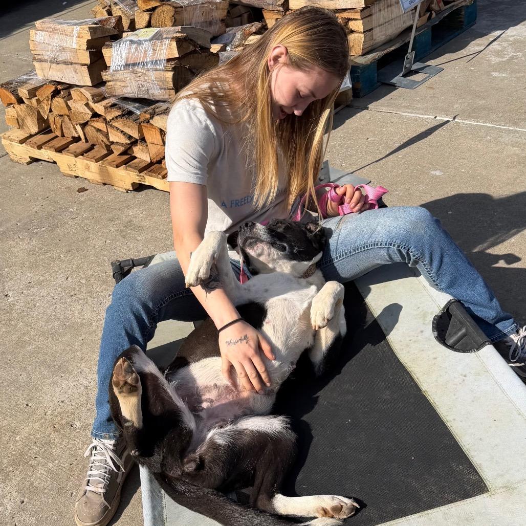 Carol, Adoptable, Adult Female Mixed Breed.