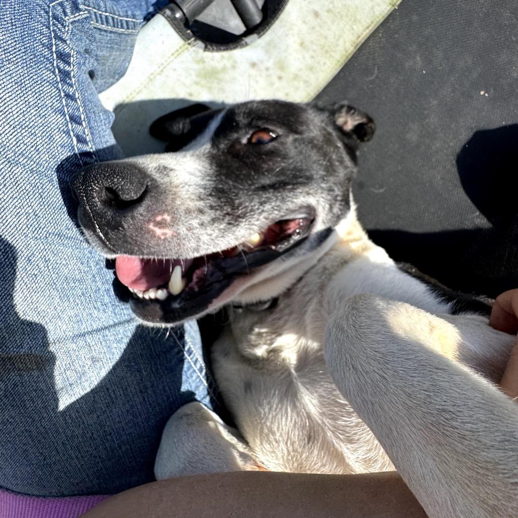 Enlarge Carol, a Adoptable Mixed Breed in Duck River, TN image 2/6