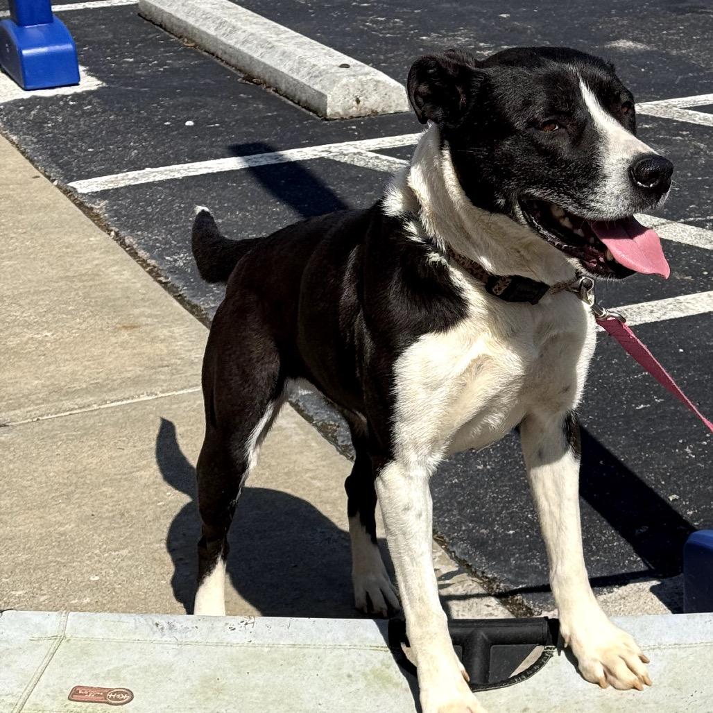 Enlarge Carol, a Adoptable Mixed Breed in Duck River, TN image 3/6