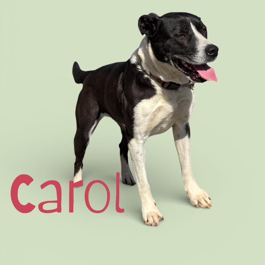 Enlarge Carol, a Adoptable Mixed Breed in Duck River, TN image 4/6
