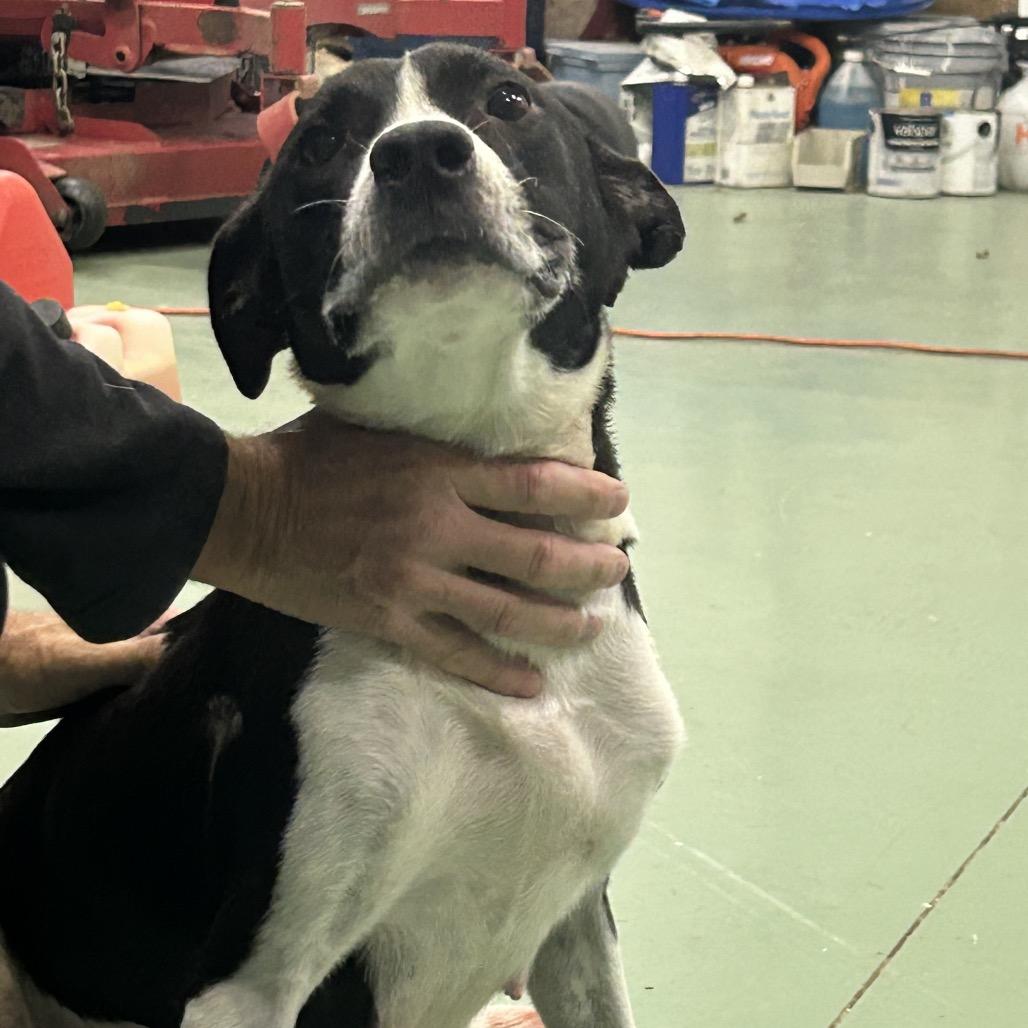 Carol, Adoptable, Adult Female Mixed Breed.