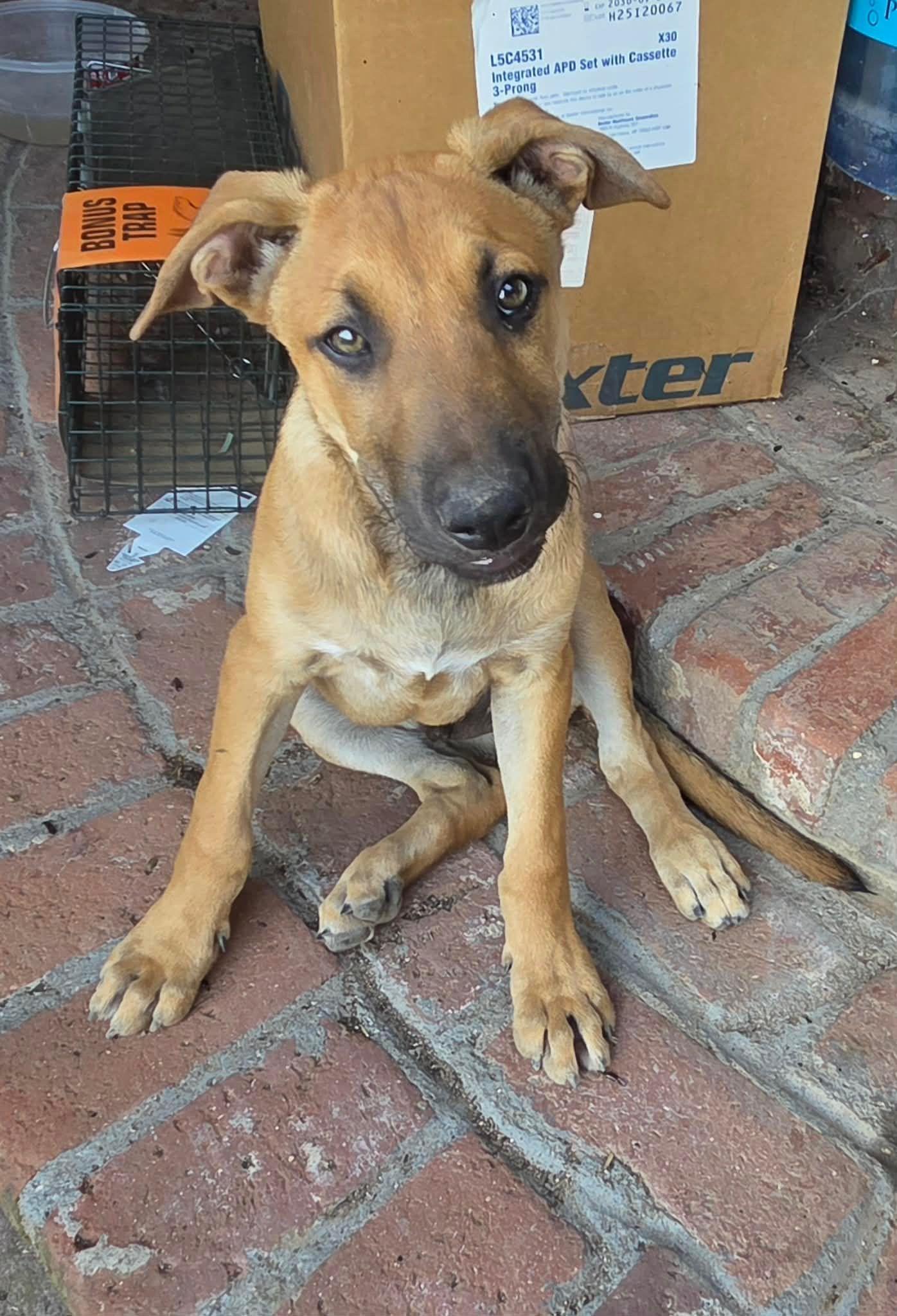 Champion, ADOPTABLE, Young Male German Shepherd Dog.