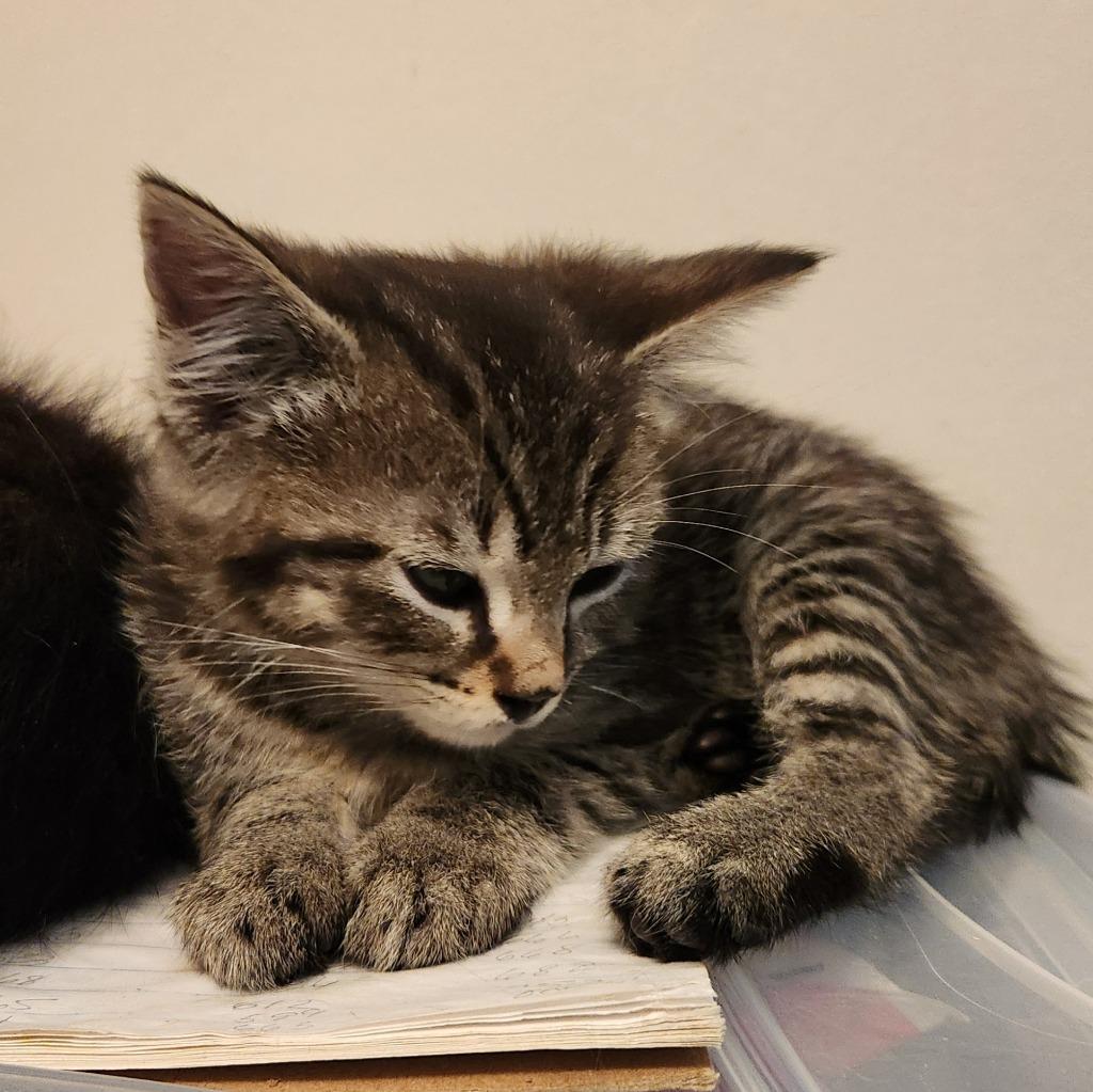 Jelly Bean, Adopted, Kitten Male Domestic Short Hair.