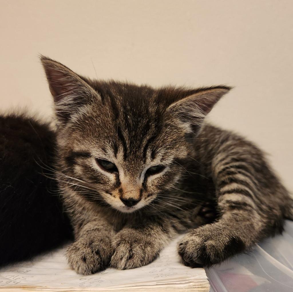 Jelly Bean, a Adopted mixed breed in Brainardsville, NY image 4/5