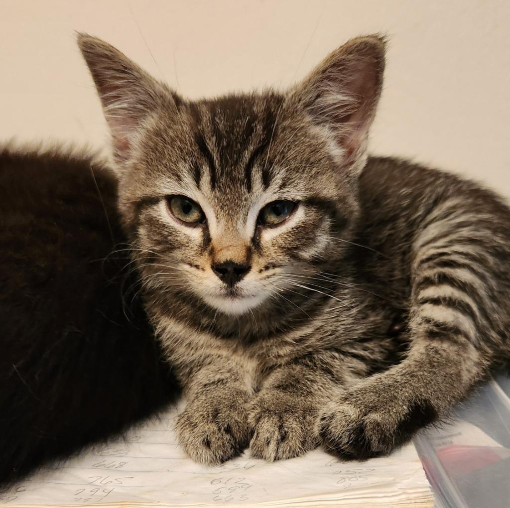 Jelly Bean, a Adopted mixed breed in Brainardsville, NY image 5/5