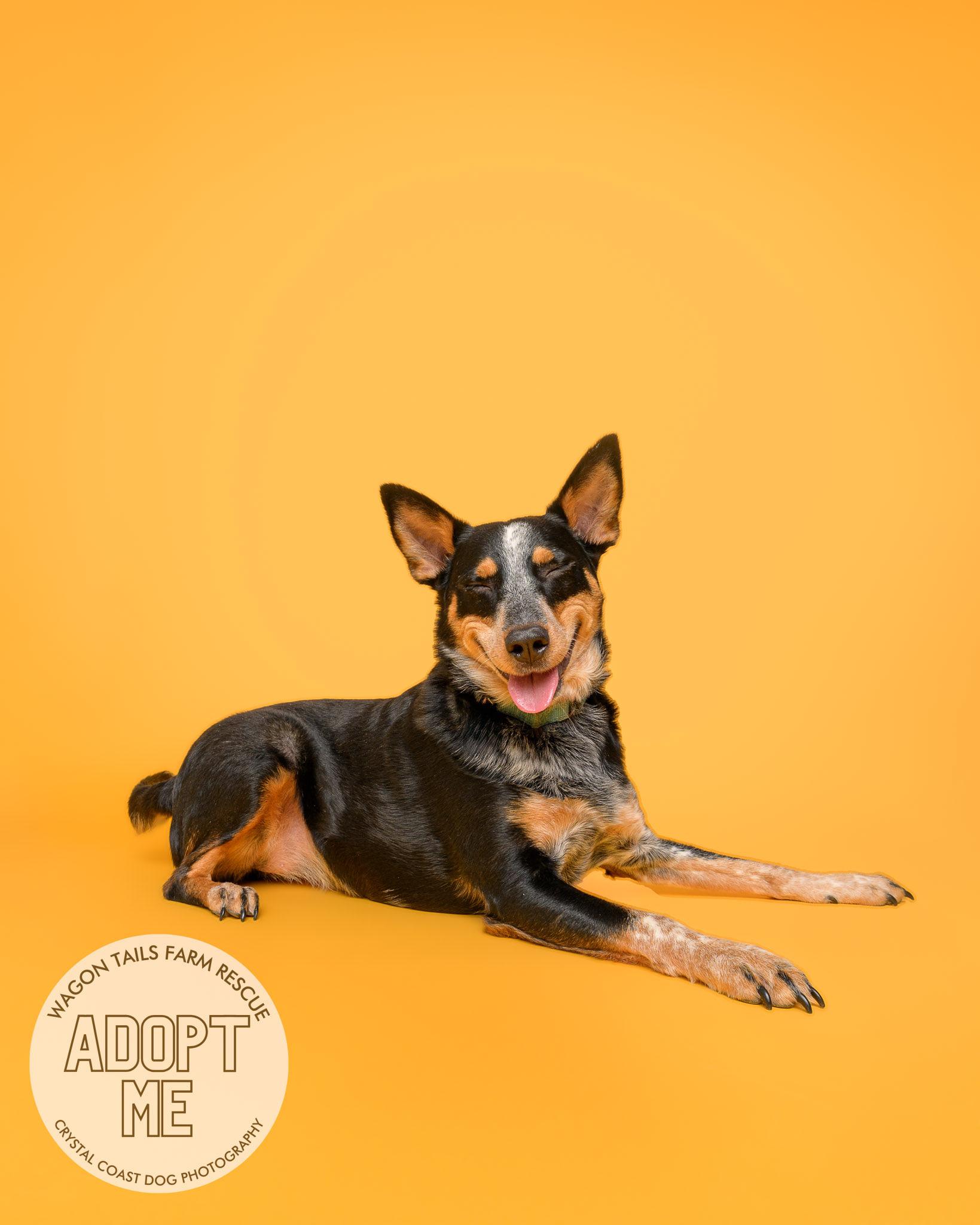 Enlarge Bumble Bea, a Adoptable Australian Cattle Dog / Blue Heeler in Wilmington, NC image 5/6