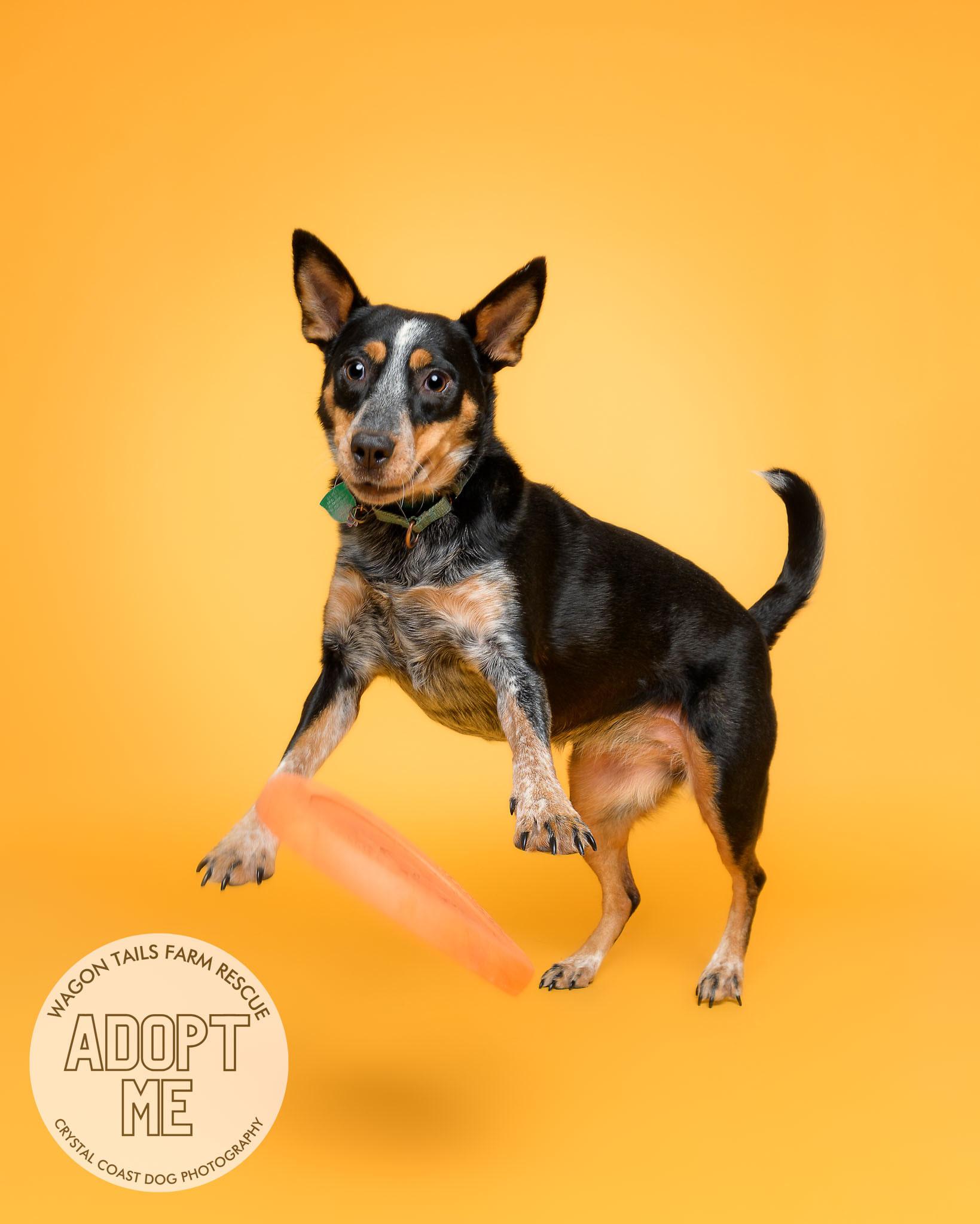 Enlarge Bumble Bea, a Adoptable Australian Cattle Dog / Blue Heeler in Wilmington, NC image 6/6