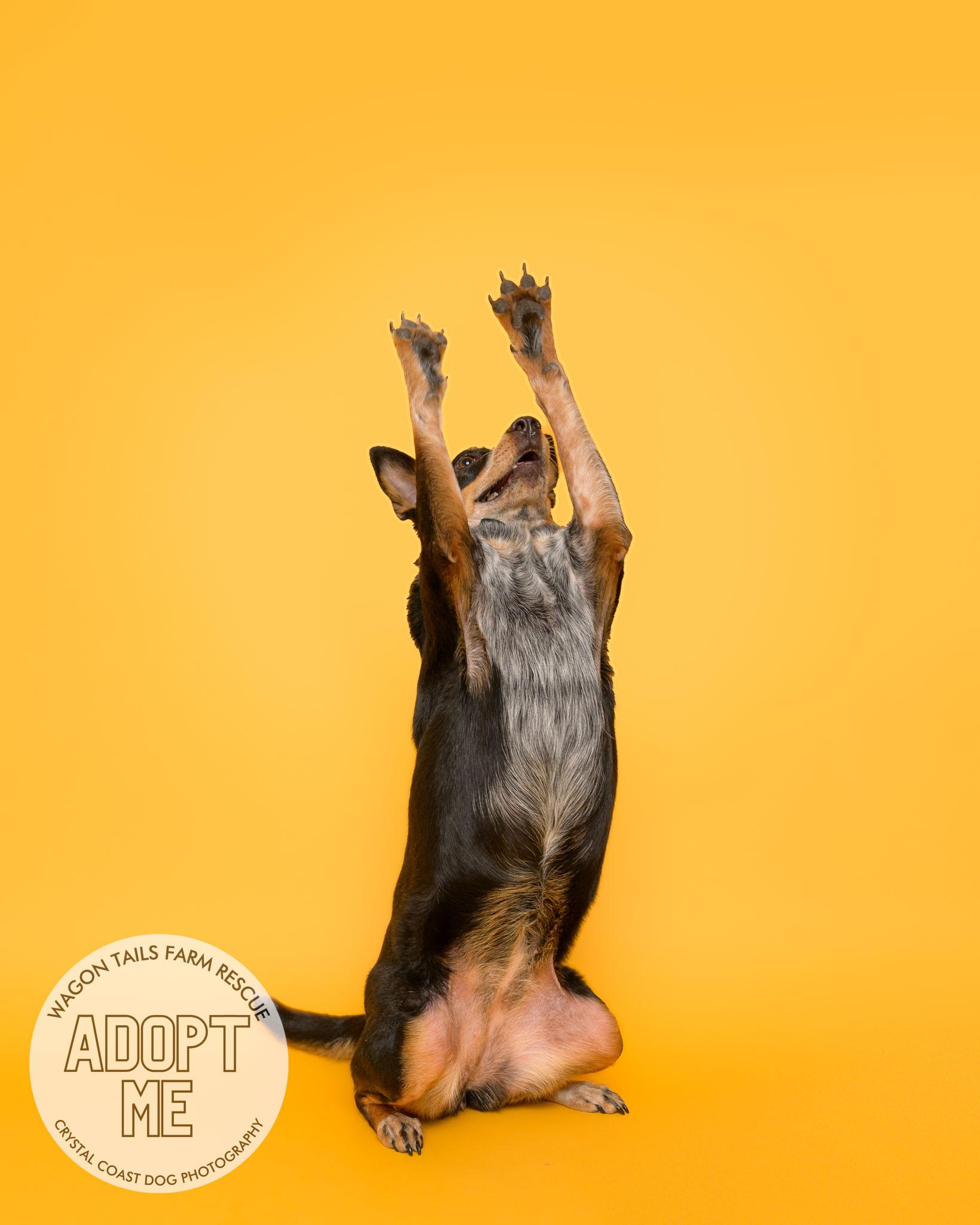 Enlarge Bumble Bea, a Adoptable Australian Cattle Dog / Blue Heeler in Wilmington, NC image 4/6