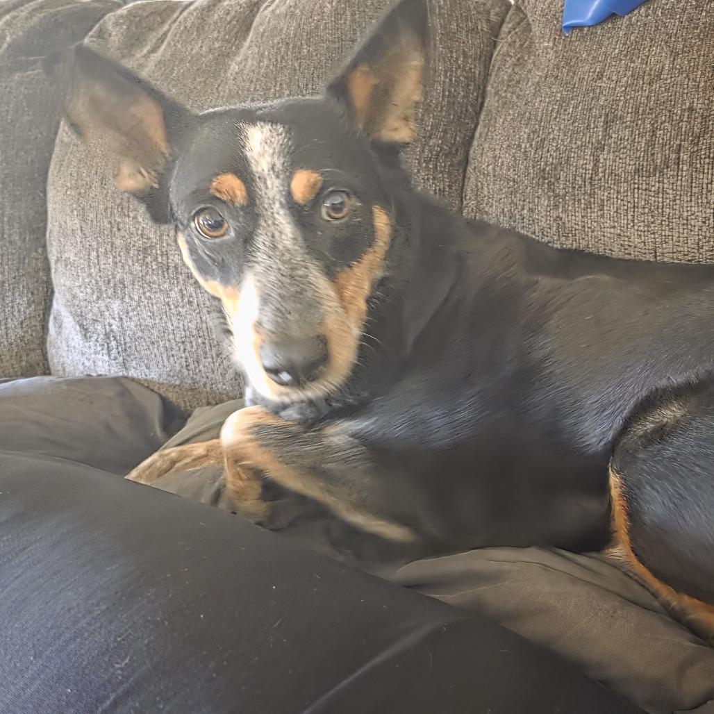Enlarge Bumble Bea, a Adoptable Australian Cattle Dog / Blue Heeler in Wilmington, NC image 1/6