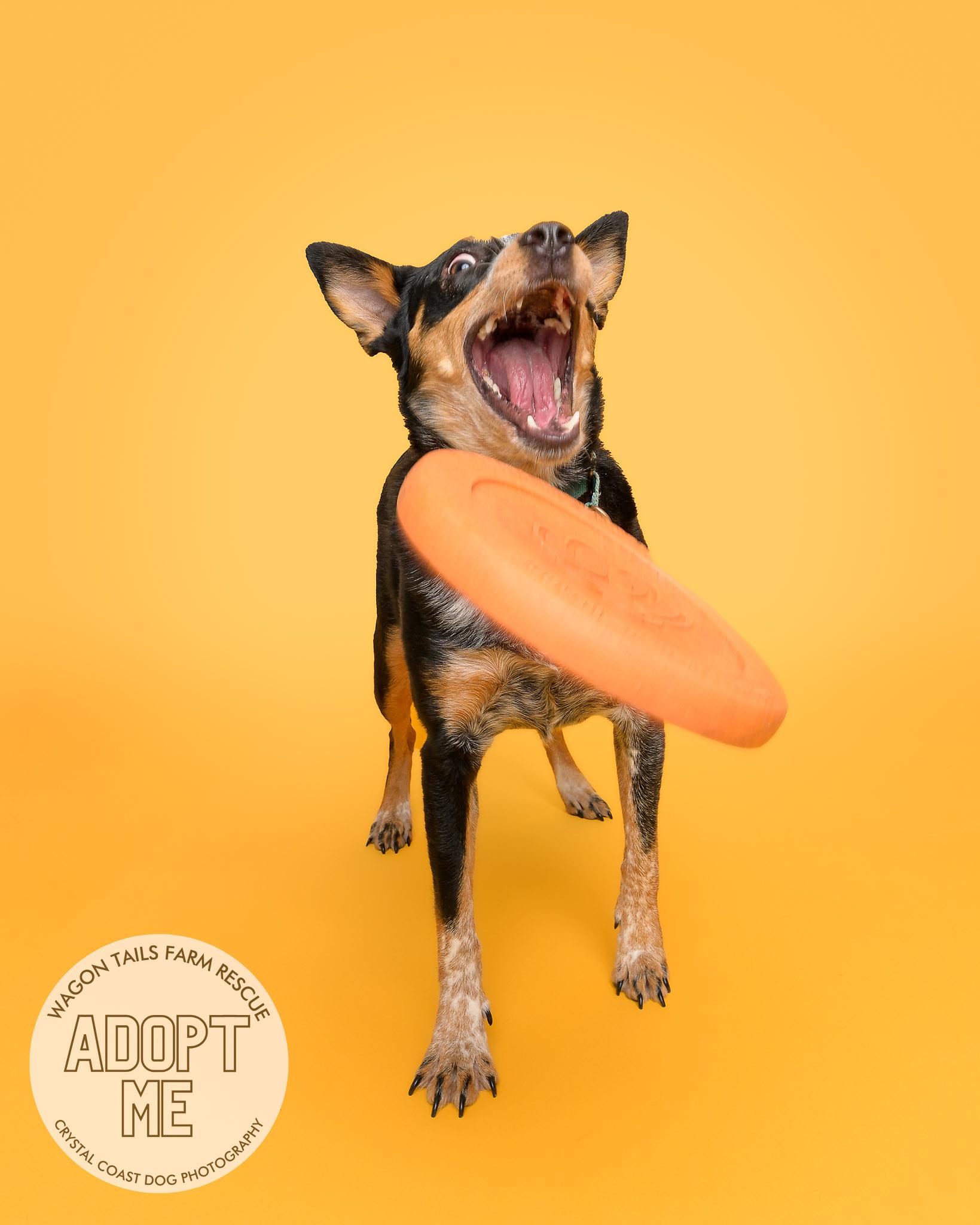 Enlarge Bumble Bea, a Adoptable Australian Cattle Dog / Blue Heeler in Wilmington, NC image 3/6