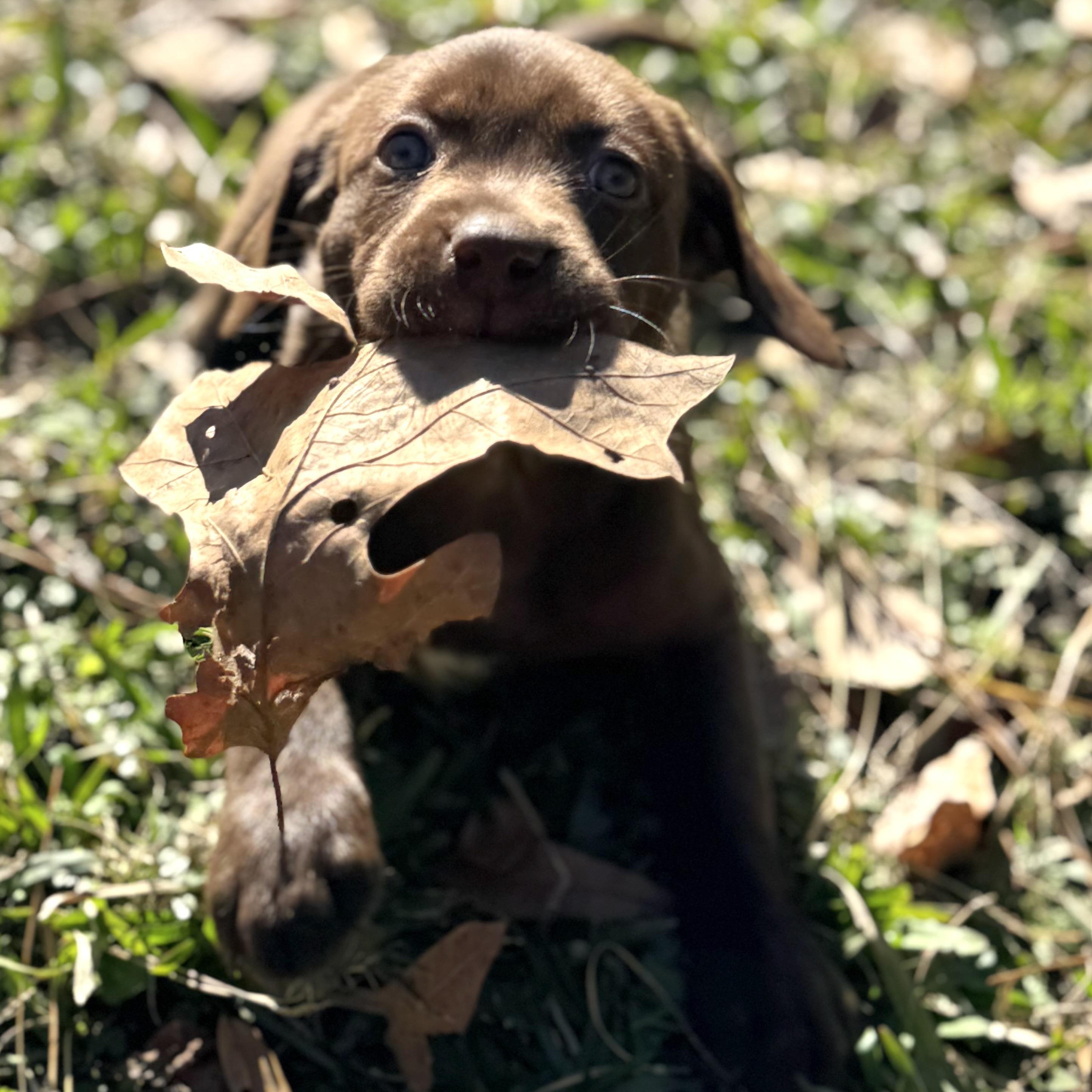 Rally, ADOPTABLE, Puppy Female Labrador Retriever.