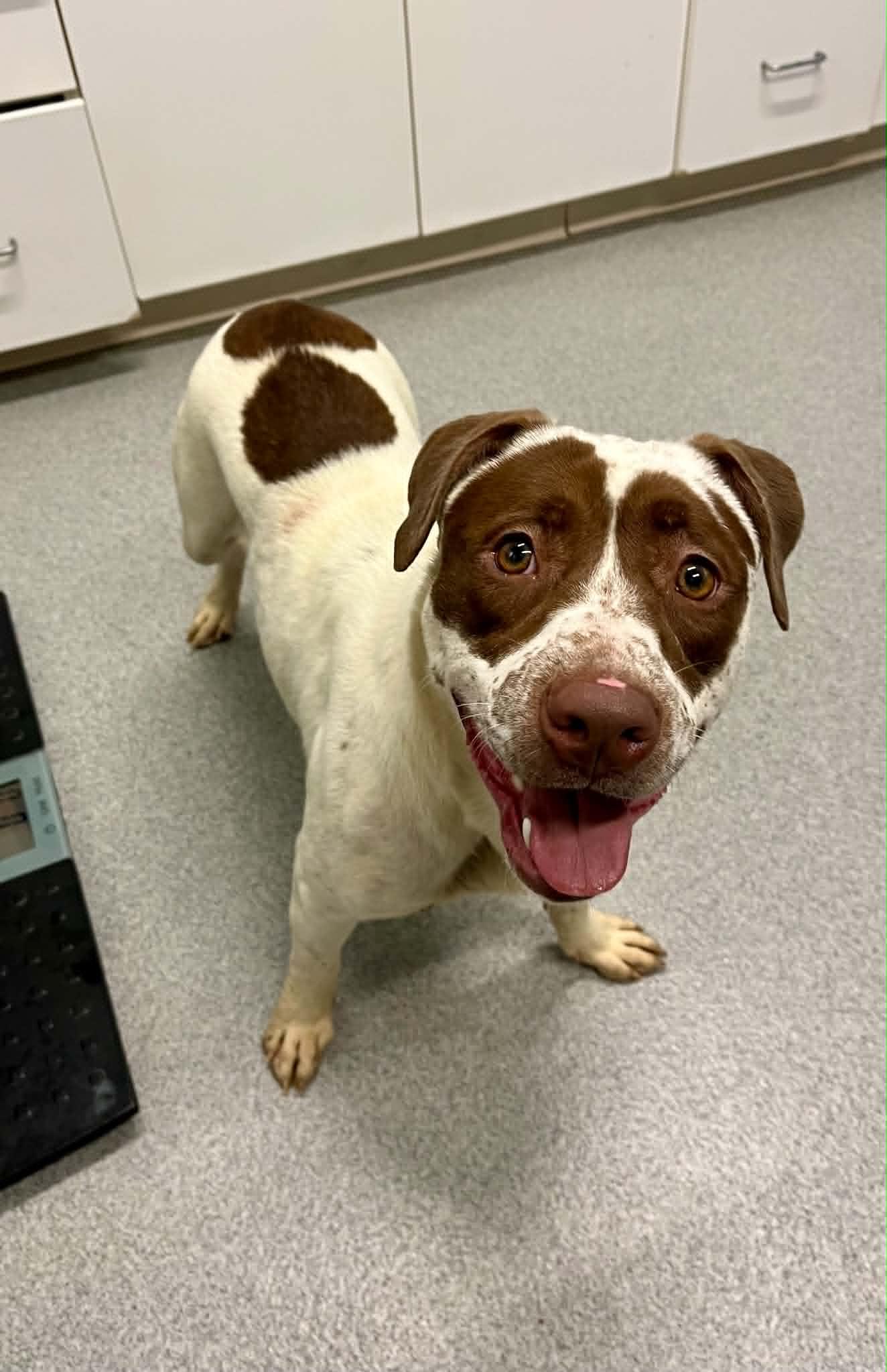 Mochi, ADOPTABLE, Adult Female Mixed Breed.